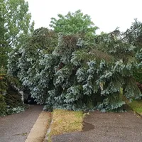 2023-06-21_baum_auf_pkw_04.jpg