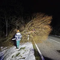 2025-01-07_Baum auf Fahrbahn_01