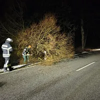 2025-01-07_Baum auf Fahrbahn_02