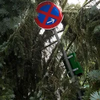 2023-06-21_baum_auf_pkw_05.jpg